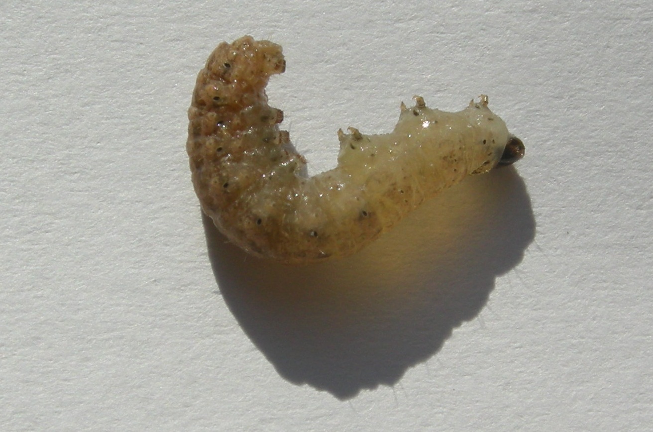aiuto larva tra le coperte